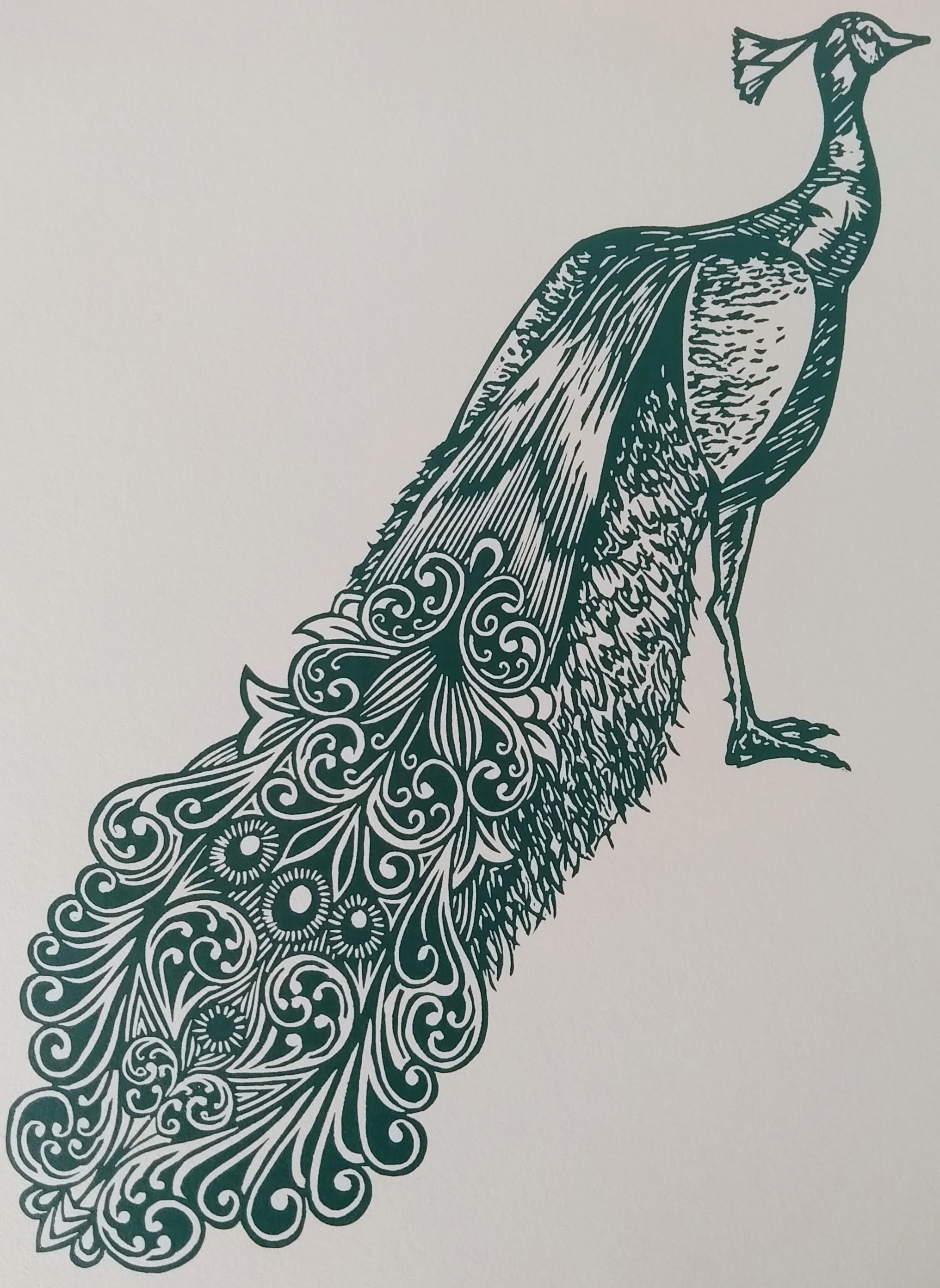 Peacock – teal – Derby Print Open
